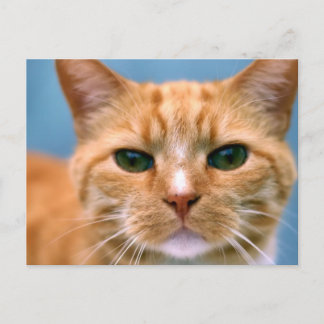 Carte Postale Tabby Orange Kitty Kitten Chat