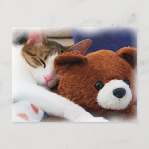 Carte Postale Tabby Sleeping Teddy Bear