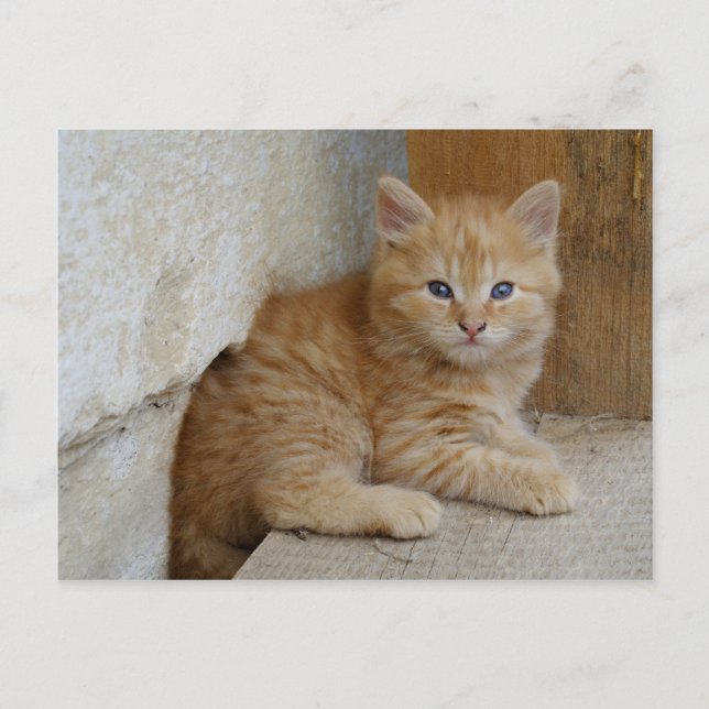 Carte Postale Tabby Tomcat Kitten (Devant)