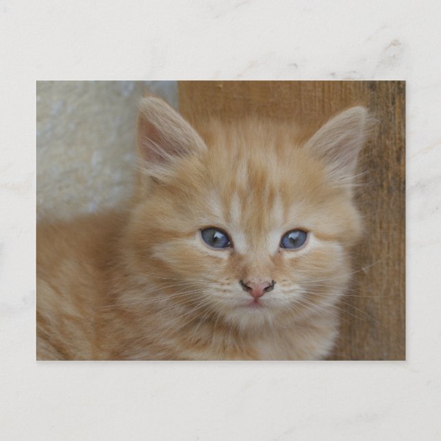 Carte Postale Tabby Tomcat Kitten (Devant)