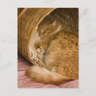 Carte Postale Table orange dormant dans le hamper