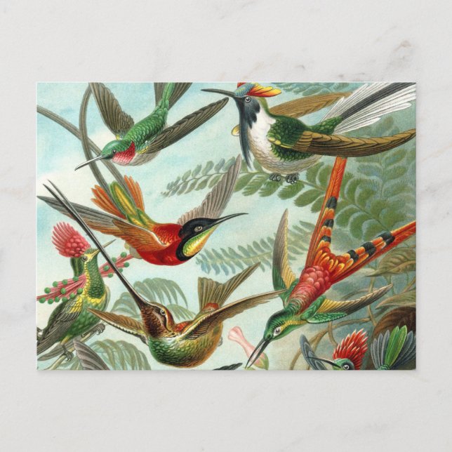Carte Postale tableau classique de la faune des oiseaux colibris (Devant)
