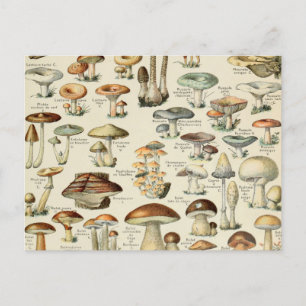 Carte Postale Tableau des champignons vintages