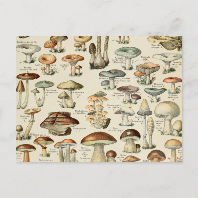 Carte Postale Tableau des champignons vintages (Devant)