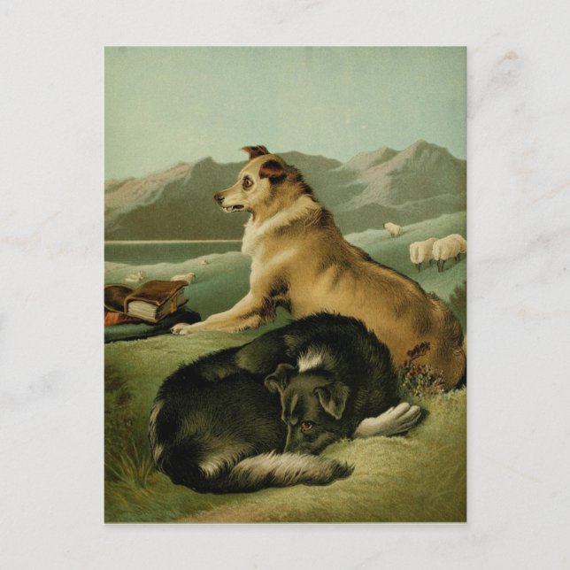 Carte Postale Tableau vintage : Chiens de Collie (Devant)