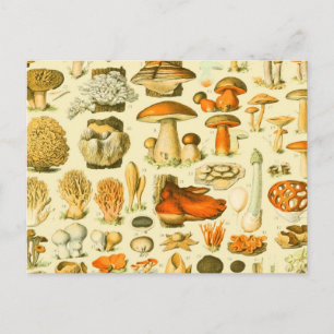 Carte Postale Tabouret de toilette Vintage de champignons Illust