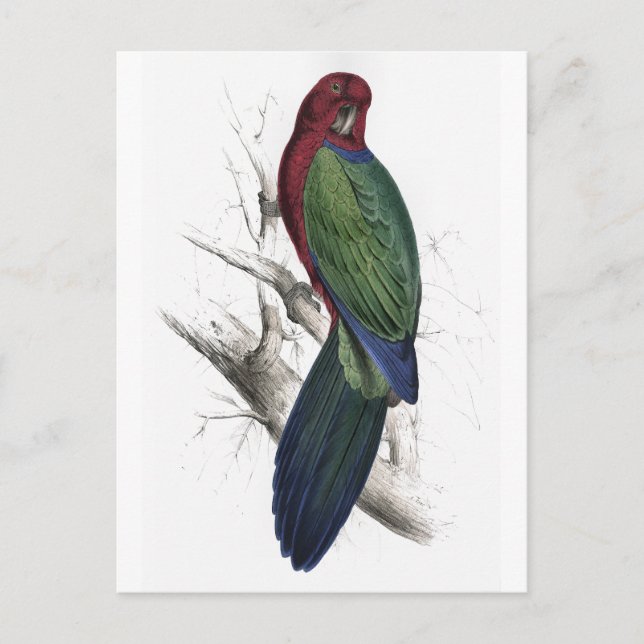 Carte Postale Tabuan Parrakeet par Edward Lear (Devant)