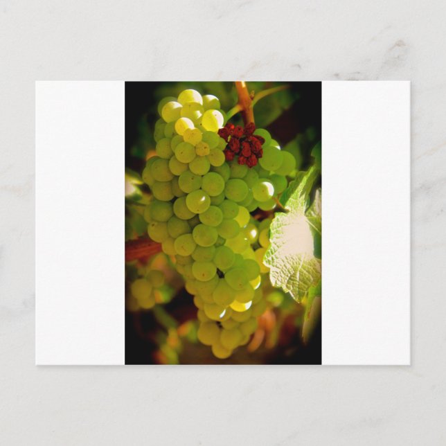 Carte Postale Taches de rousseur (Devant)