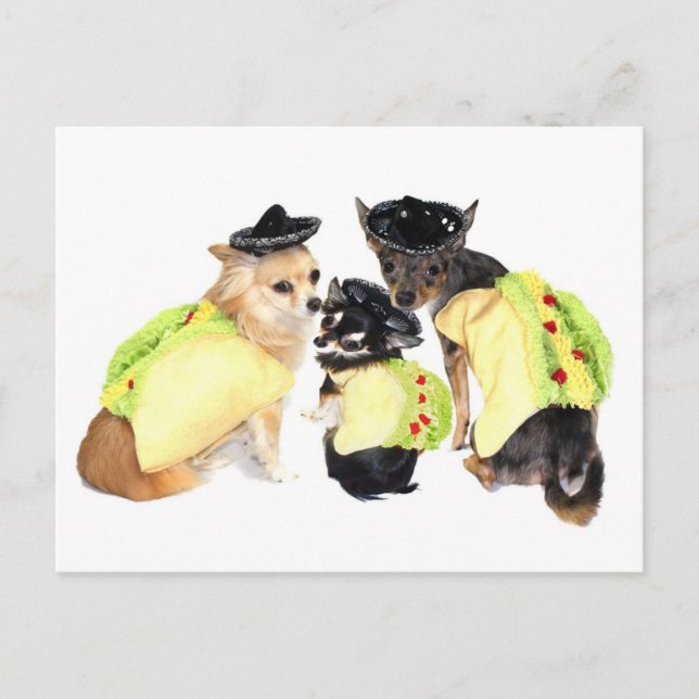 Carte Postale Taco Chihuahuas (Devant)