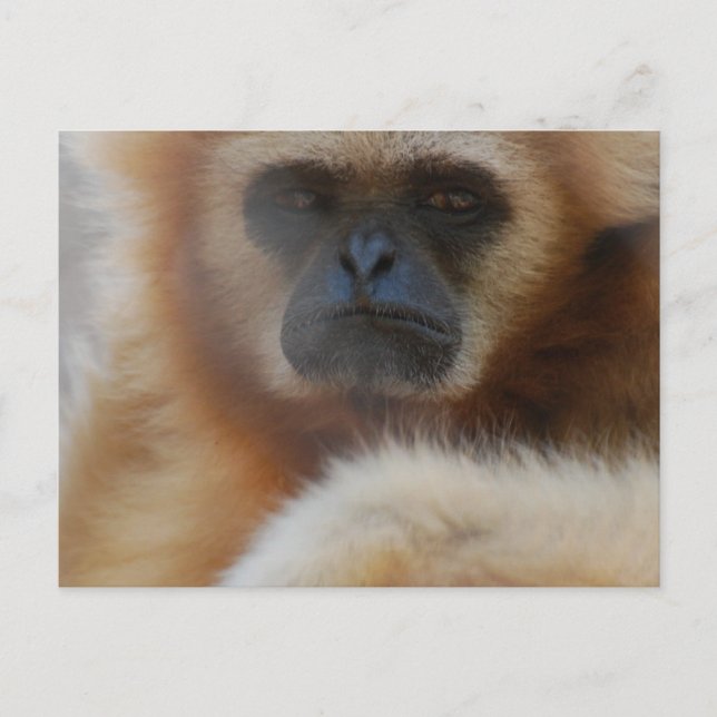 Carte postale Tad Gibbon (Devant)