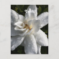 Tahitian Gardenia