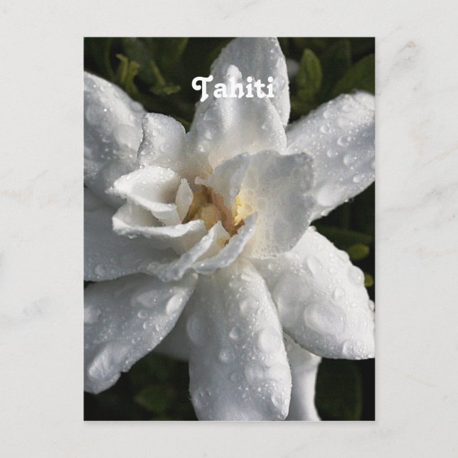 Carte Postale Tahitian Gardenia (Devant)