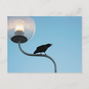 Carte postale Talking Crow