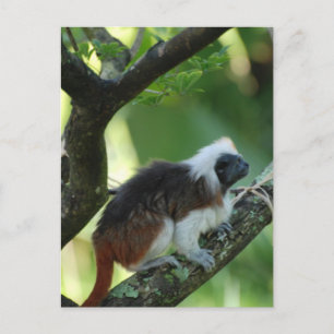 Carte postale Tamarin recouverte de coton