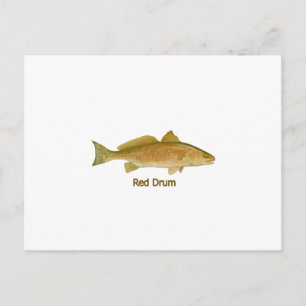 Carte Postale Tambour rouge (intitulé)