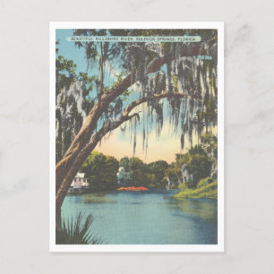 Carte Postale Tampa Florida Hillsborough River Sulphur Springs