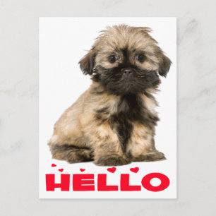 Carte Postale Tan & Black Shih Tzu Chien Chien Chien Chien Chien
