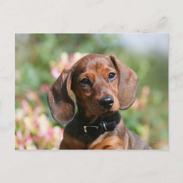 Carte Postale Tan Miniture Dachshund (Devant)