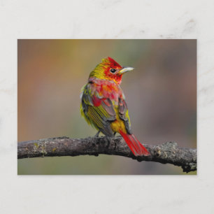 Carte Postale Tangara écarlate en mue - Photographie originale