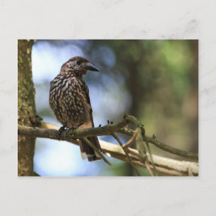 Carte Postale Tannenhäher