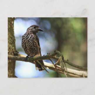 Carte Postale Tannenhäher