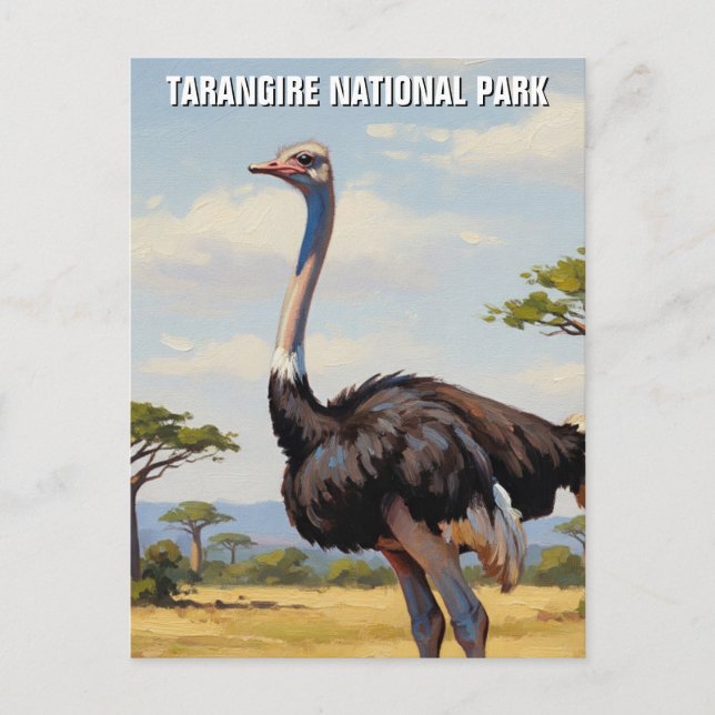 Carte Postale Tanzanie Parc national de Tarangire Zebra (Devant)