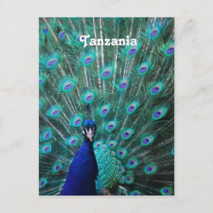 Carte Postale Tanzanie Peacock