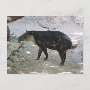 Carte postale Tapir