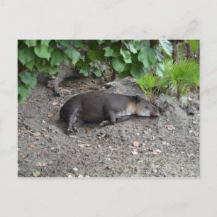 Carte Postale tapir dormant sur le sable