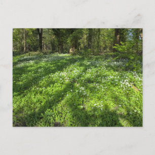 Carte Postale Tapis d'ail sauvage avec ombres arborées.