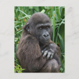 Carte Postale Tapisserie Baby Gorilla