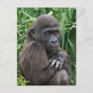 Carte Postale Tapisserie Baby Gorilla