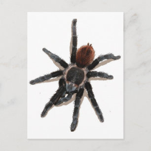 Carte Postale Taranchula spider animal vivant