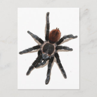 Carte Postale Taranchula spider animal vivant