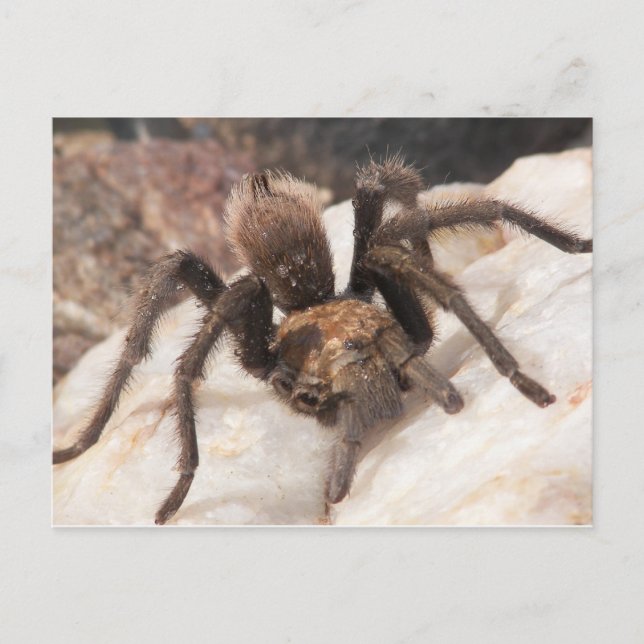 Carte Postale Tarantula (Devant)