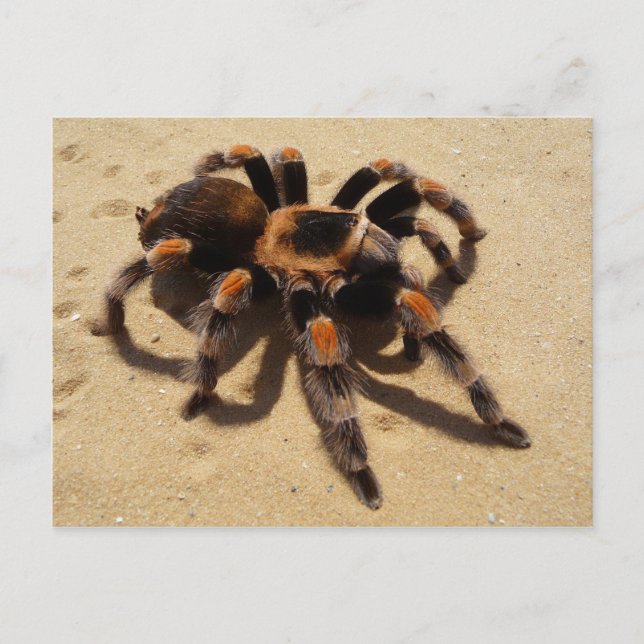 Carte Postale Tarantula (Devant)