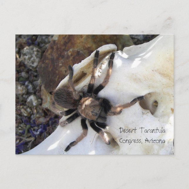 Carte Postale Tarantula du désert (Devant)