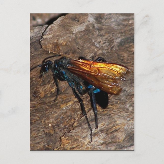 Carte Postale Tarantula Hawk (Devant)