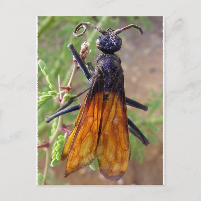 Carte Postale Tarantula Hawk (Devant)