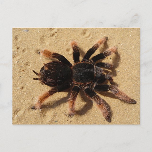 Carte Postale Tarantula rose mexicaine (Devant)
