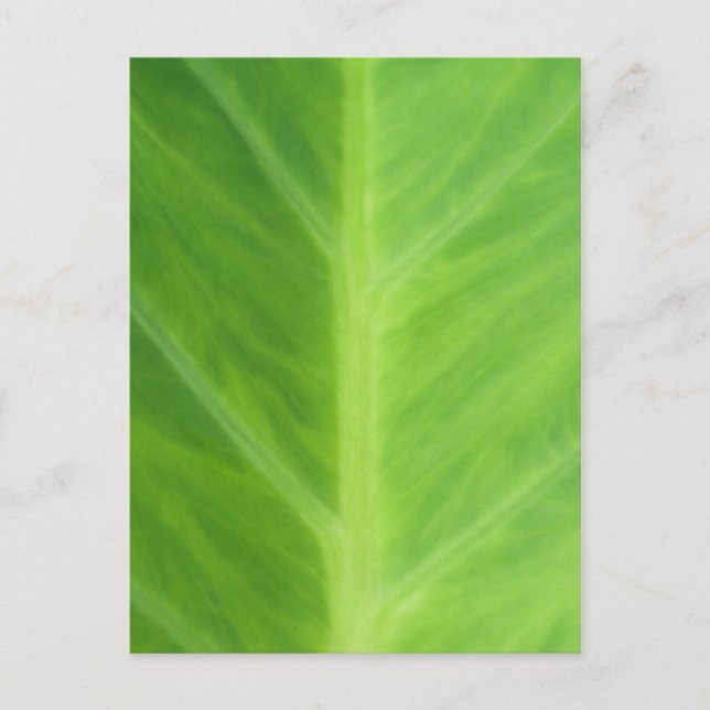 Carte Postale Taro Elephant Oreille Plantes feuilles (Devant)