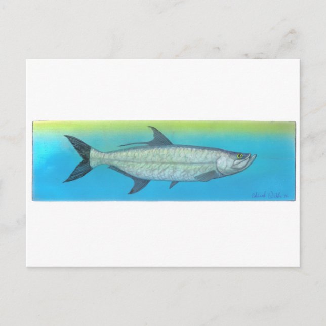 Carte Postale Tarpon (Devant)