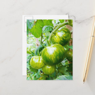 Carte Postale Tasty Green Zebra Heirloom Tomates sur la vigne