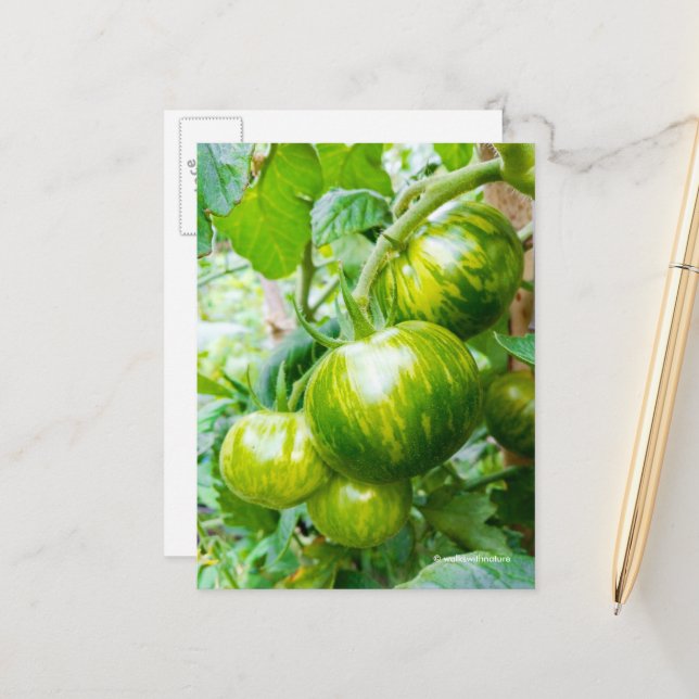 Carte Postale Tasty Green Zebra Heirloom Tomates sur la vigne (Devant/Arrière en situation)