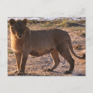 Carte Postale Tau, Lion, Photo
