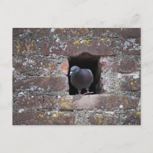 Carte Postale Taube colombe