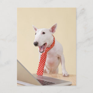 Carte Postale Taureau miniature regardant l'ordinateur portable,
