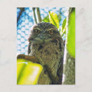 Carte Postale Tawny n'est pas une chouette