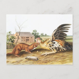 Carte Postale Tawny Weasel (Putorius fuscus) Illustration