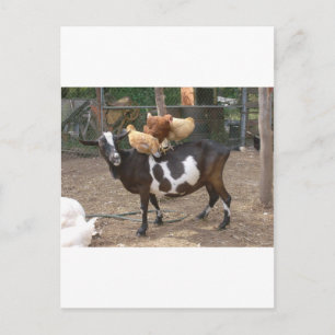 Carte Postale Taxi de chèvre